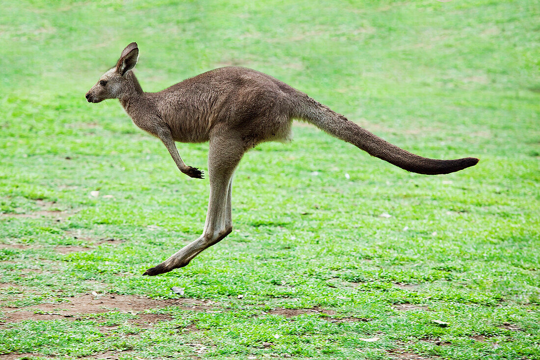 'A Kangaroo (Marsupial) Hopping; Gold Coast Hinterland, Queensland, Australia'