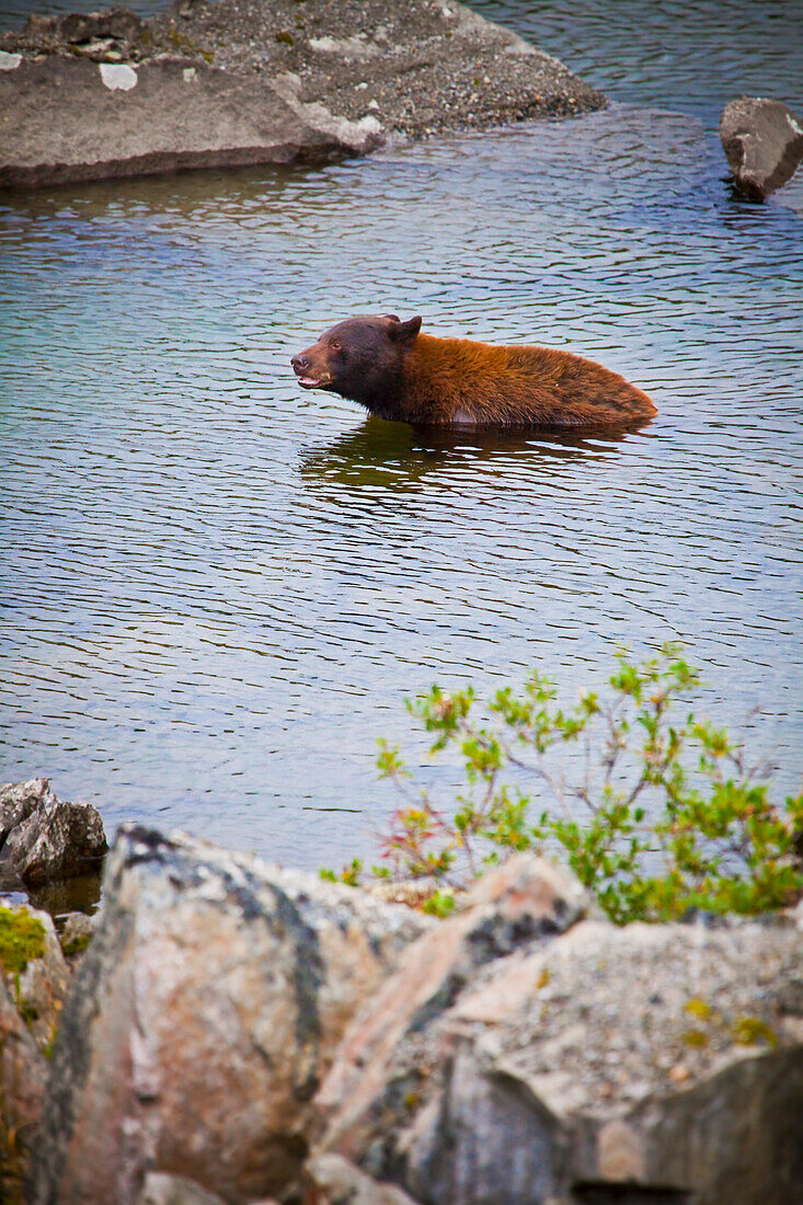 'American Black Bear (Ursus Americanus) Bathing In The Water; Skagway, Alaska, United States Of America'