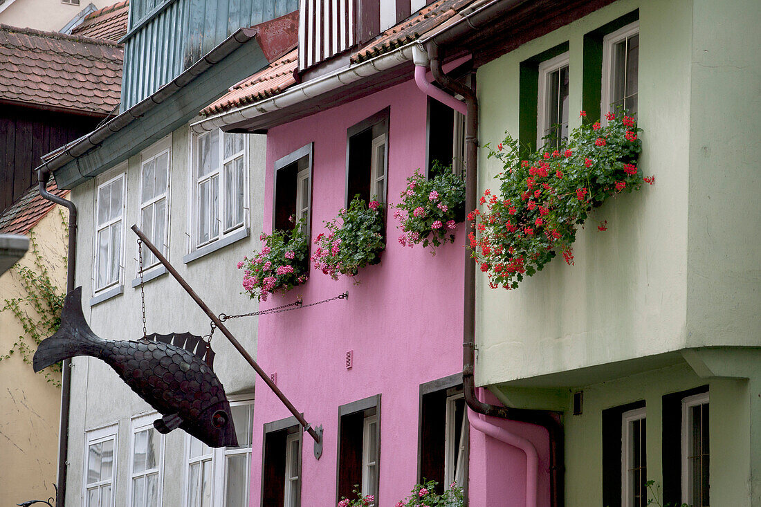 'Colourful Building Fronts With Metal Fish Sculptures And Flower Boxes On The Windows; Lindau, Germany'