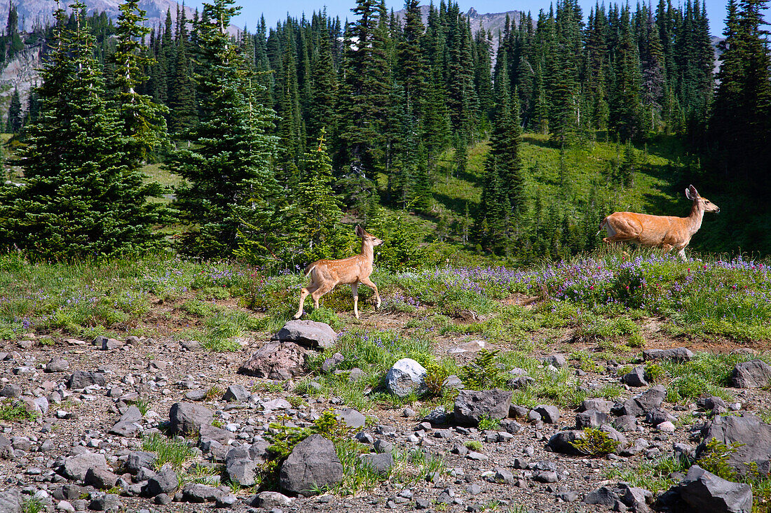 'Deer (Cervidae) In Paradise Park In Mt. Rainier National Park; Washington, United States Of America'