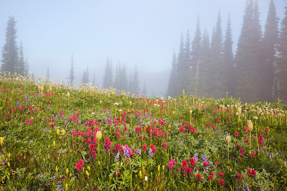 'Wildflowers In The Morning Fog In Paradise Park In Mt. Rainier National Park; Washington, United States Of America'