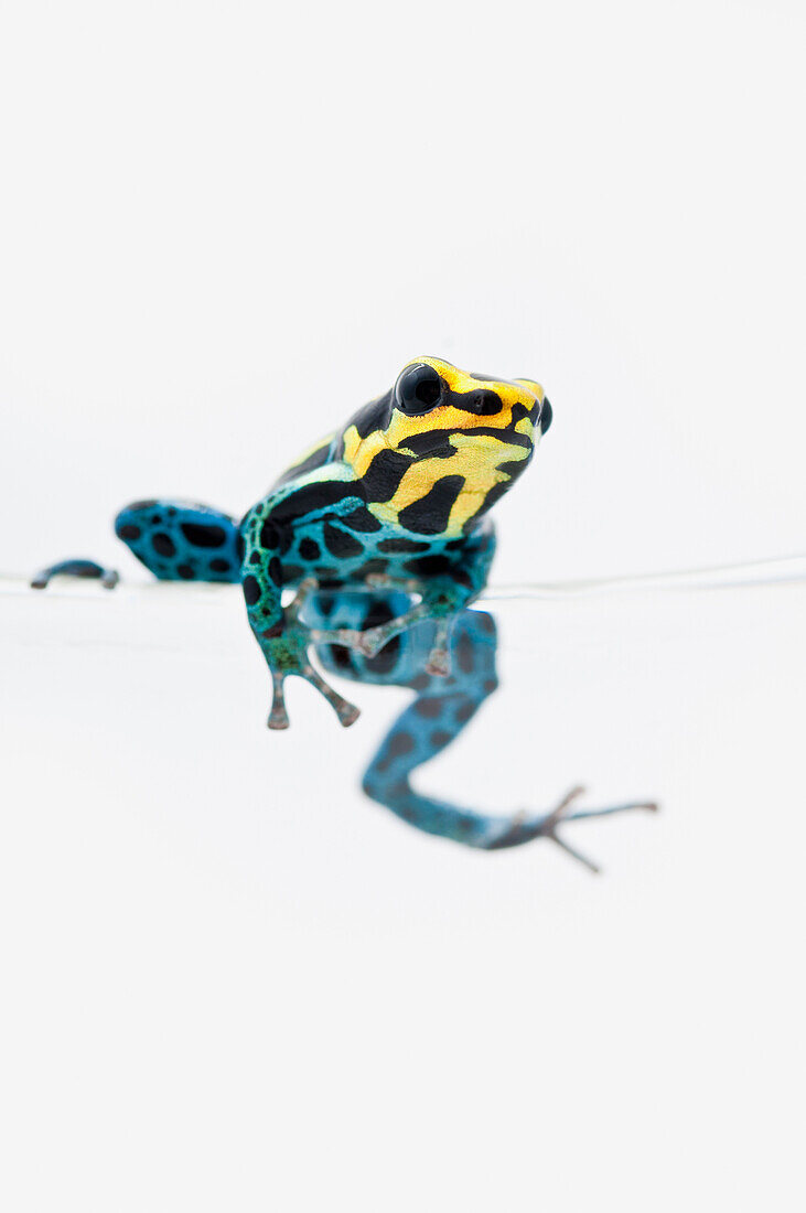 Black, Yellow And Blue Poison Dart Frog (Dendrobates Ventrimaculatus) Sitting On The Edge Of A Drinking Glass