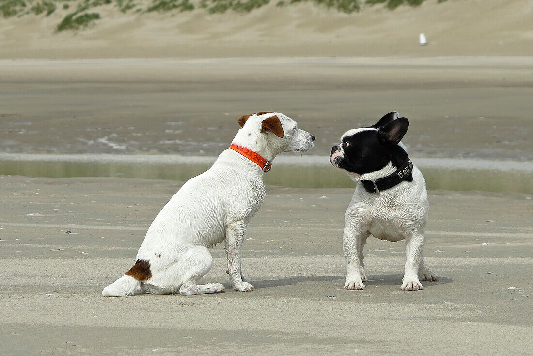 dogs face to face on a beach