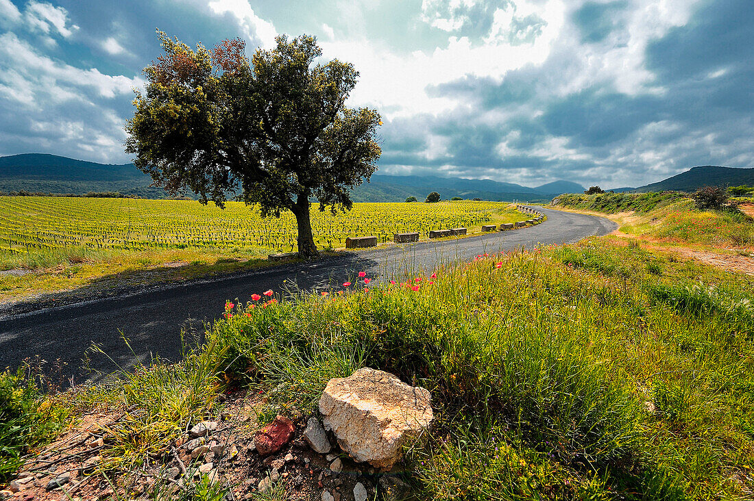 General view of the Sault plateau in Ariege. Vines and mountains. Tree in the middle. winding Road