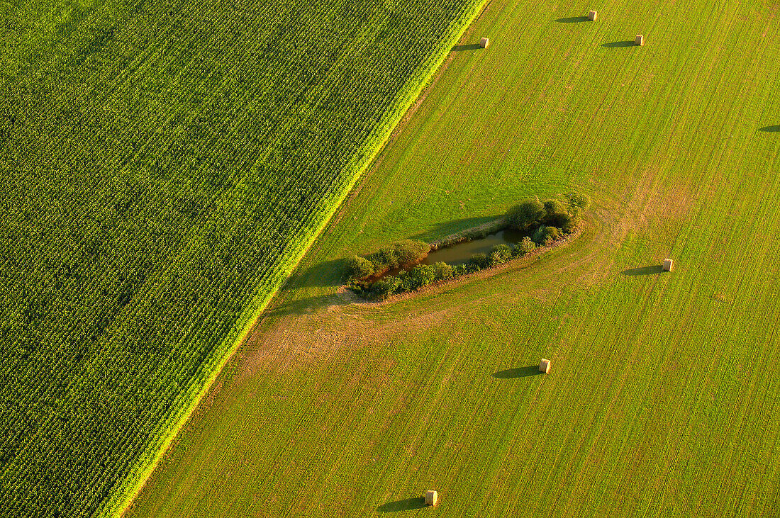 aerial view of a corn field on the left and a wheat field whose harvest was made. Round baller on the field. Separation of the two sites diagonally