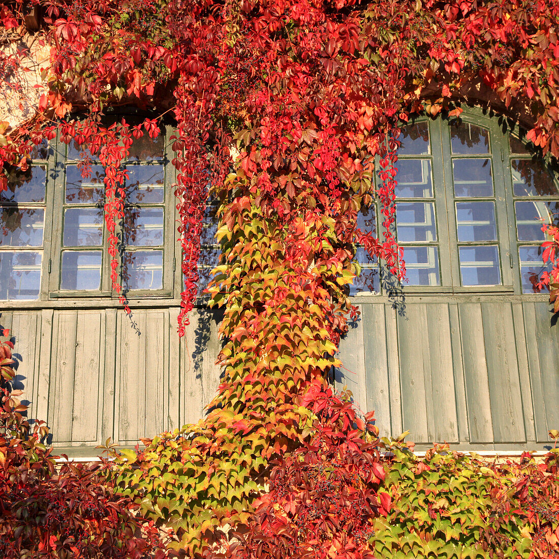 Autumn leaves and windows. France.