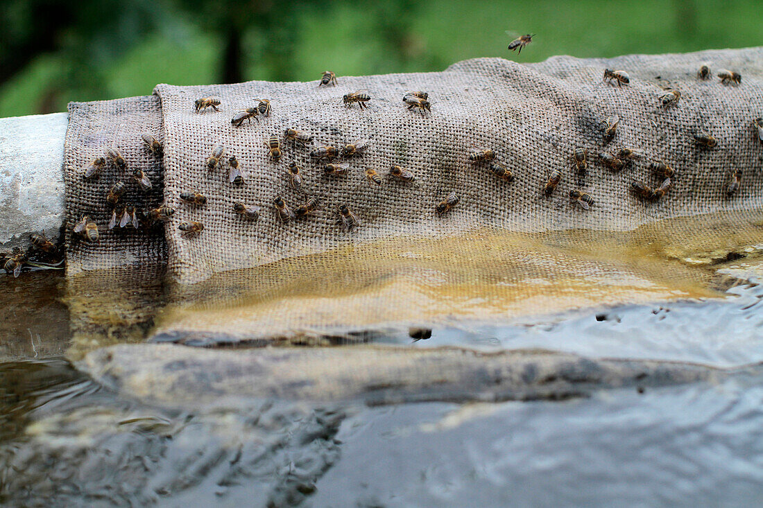 Tissue deposited on the edge of a fountain to allow bees to drink. France.