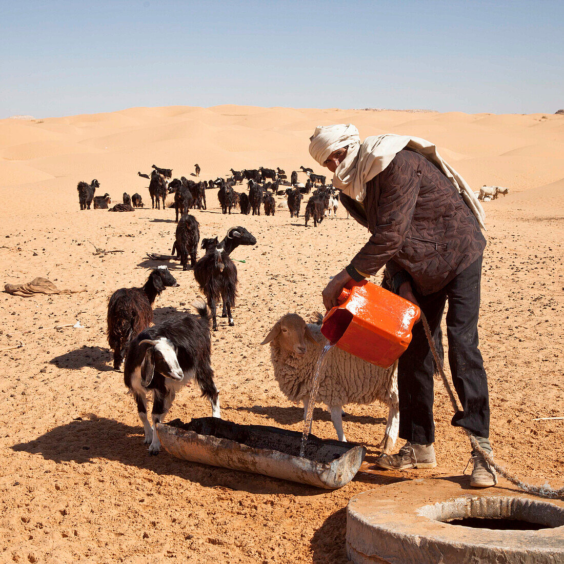 Farmer giving water to cattle in the Sahara. Tunisia.