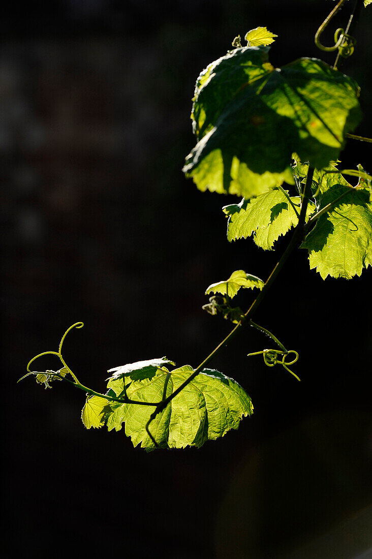 France, Collonges la Rouge, Correze. Leaf vines on black background. vertical image