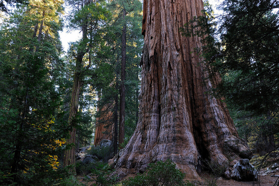 TRUNK OF GIANT SEQUOIA TREE (SEQUOIADENDRON GIGANTEUM), SEQUOIA NATIONAL PARK, CALIFORNIA, USA