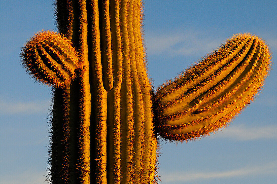 SAGUARO CACTI (CARNEGIEA GIGANTEA) SMALL LIMBS, SAGUARO NATIONAL PARK, ARIZONA, USA, ARIZONA, USA