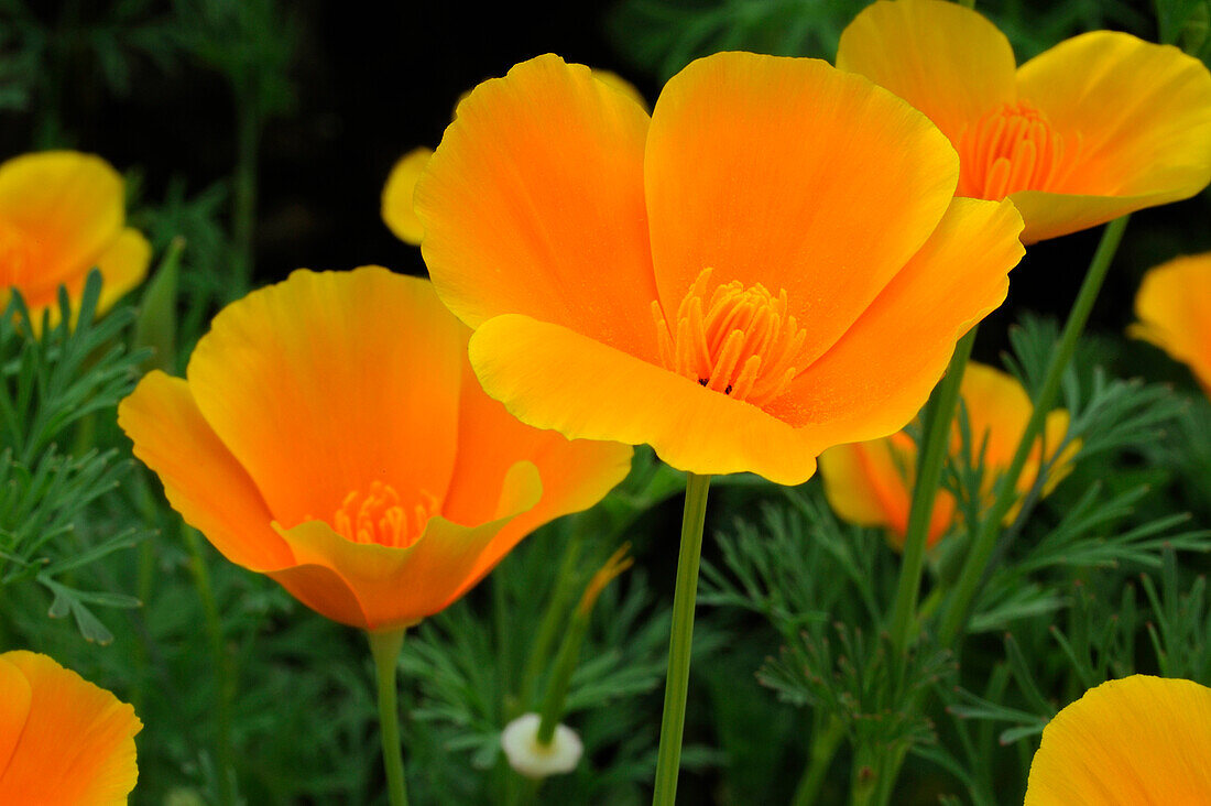 MEXICAN POPPIES (ESCHSCHOLTZIA CALIFORNICA), CALIFORNIA, USA