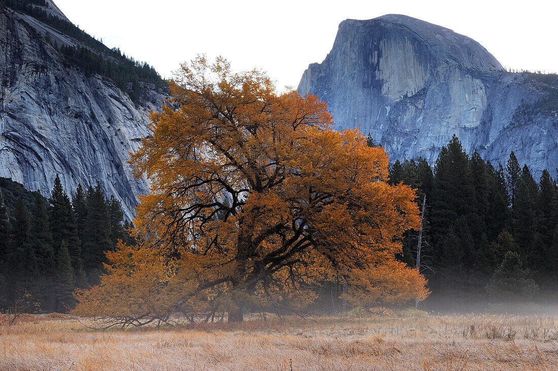 MISTY MORNING IN YOSEMITE VALLEY AND HALF DOME, YOSEMITE NATIONAL PARK, CALIFORNIA, USA