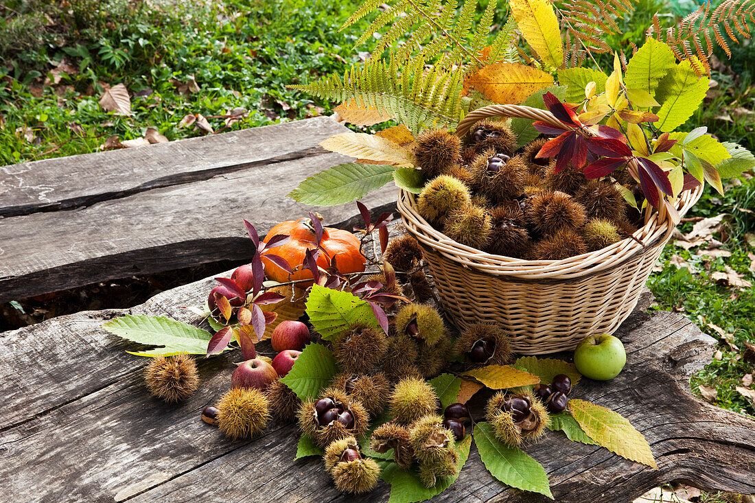 Basket full of chestnuts surrounded by fall foliage, pumpkin and apples on a wooden table