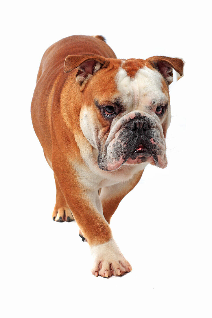 France, English bulldog on white background.