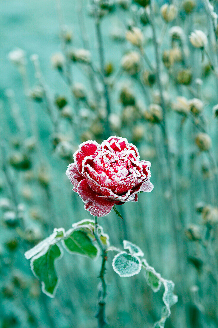 Seine et Marne. Rose covered with frost in early winter.