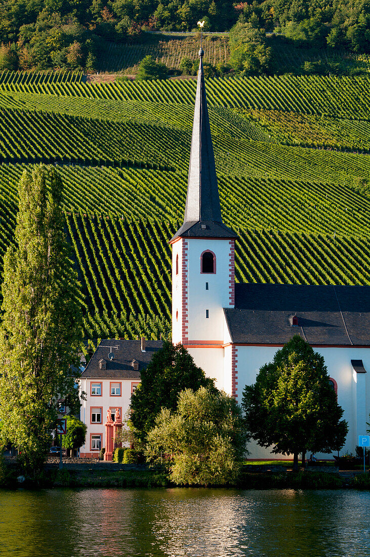 'Church on the water's edge and a vineyard in Mosel valley; Piesport, Rhineland-Palatinate, Germany'