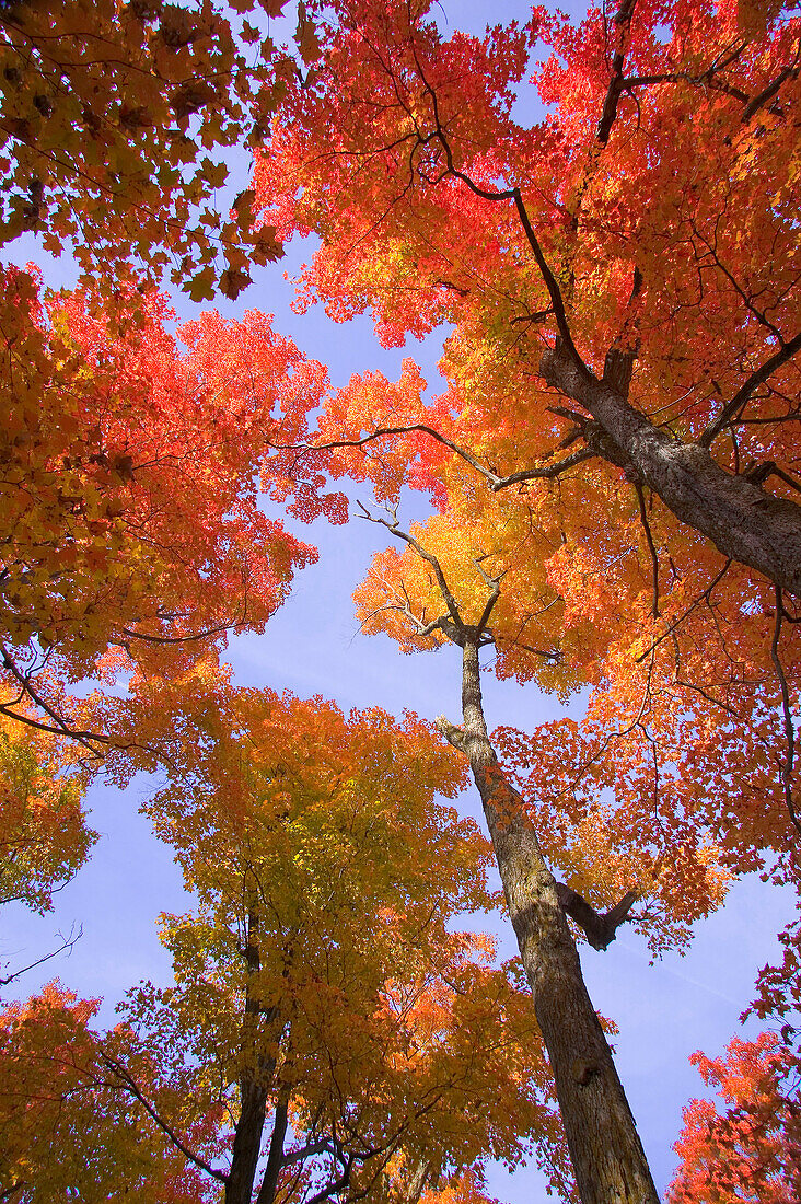 Autumn Trees