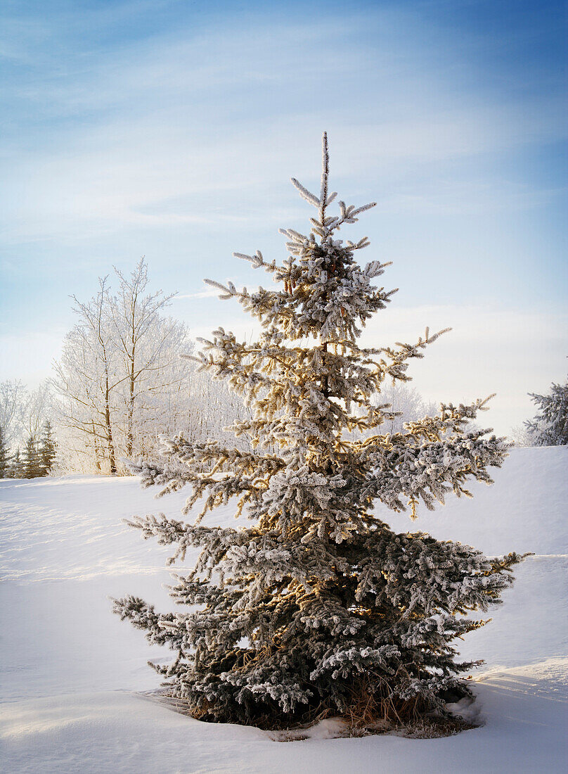 Winter Landscape And Tree