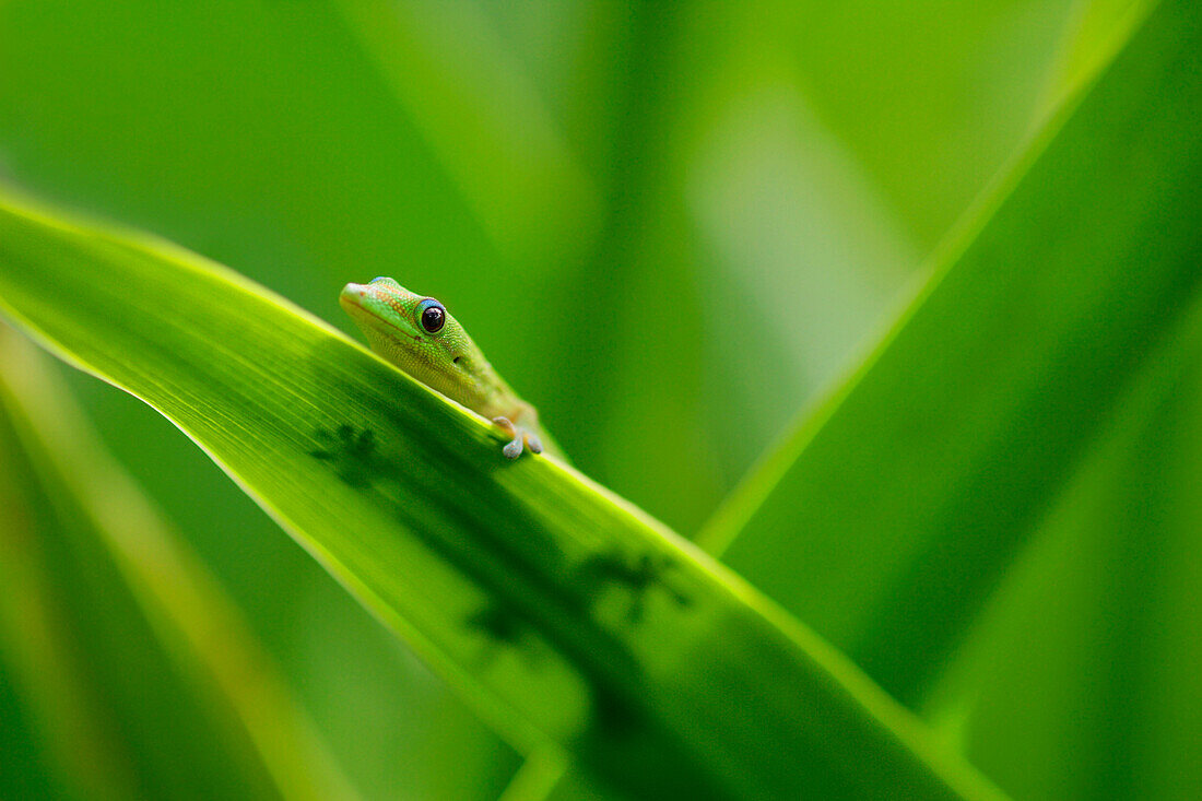Tiny Gecko On Leaf