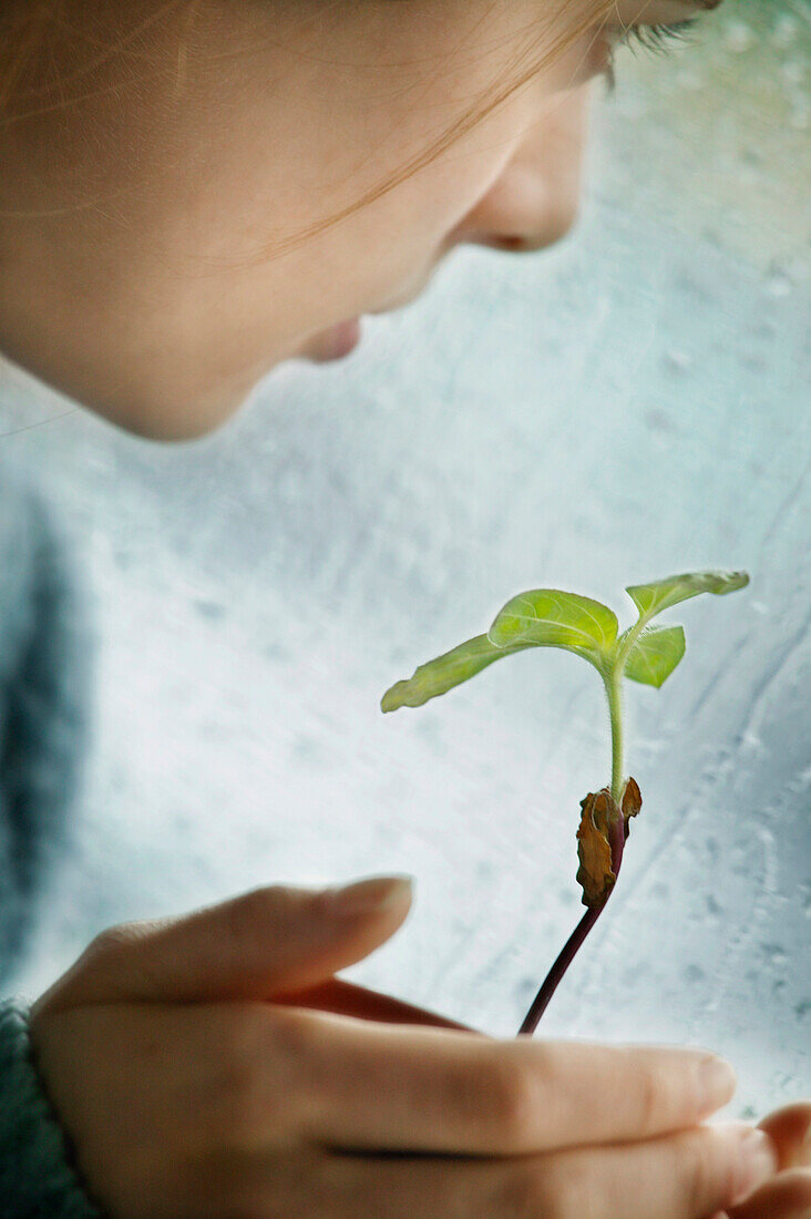 Nurturing A Plant