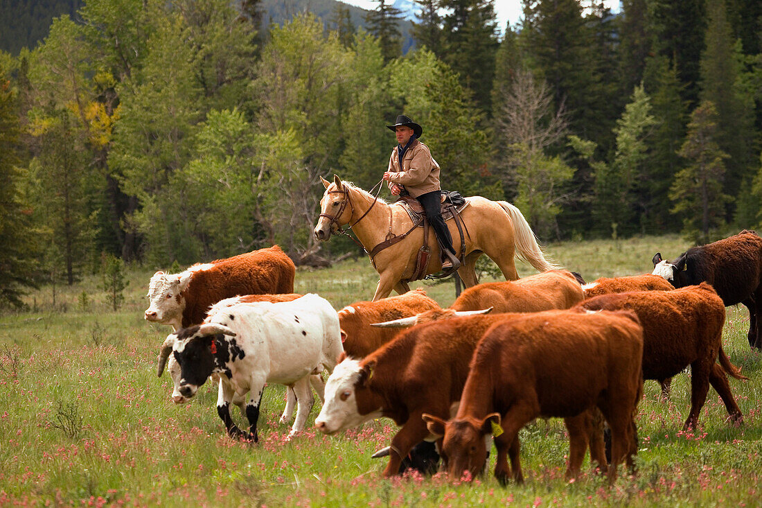 A Rancher Herding Cattle