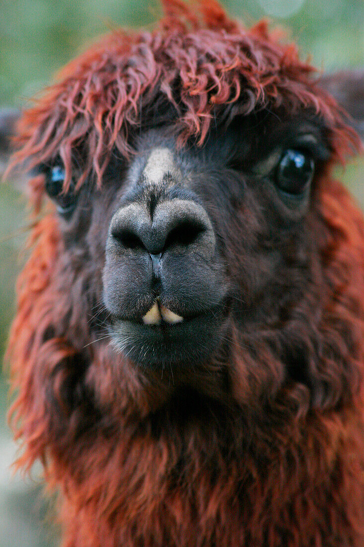 Close Up Of Llama