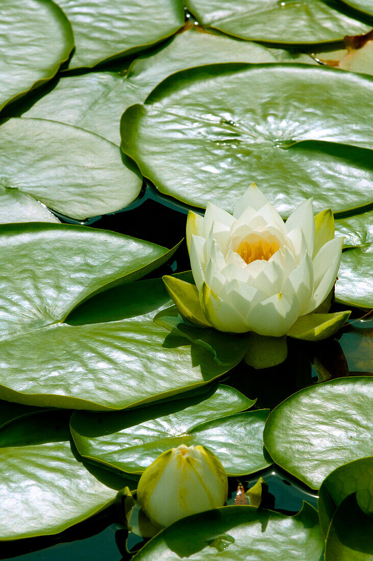 A Close-Up Of Lily Pads