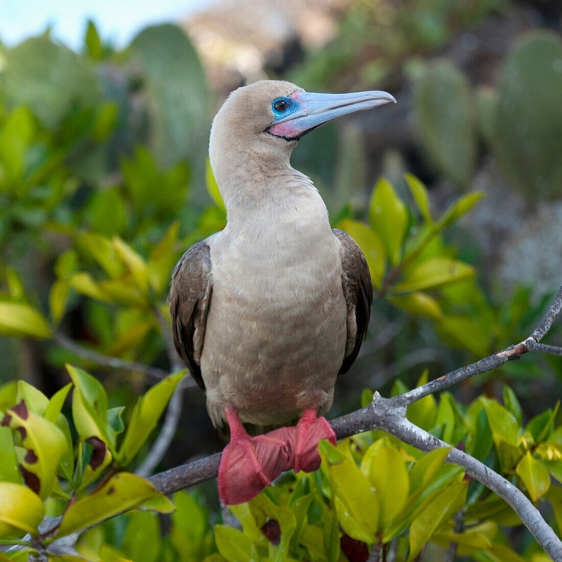 'A Red-Footed Booby (Sula Sula); Galapagos, Equador'