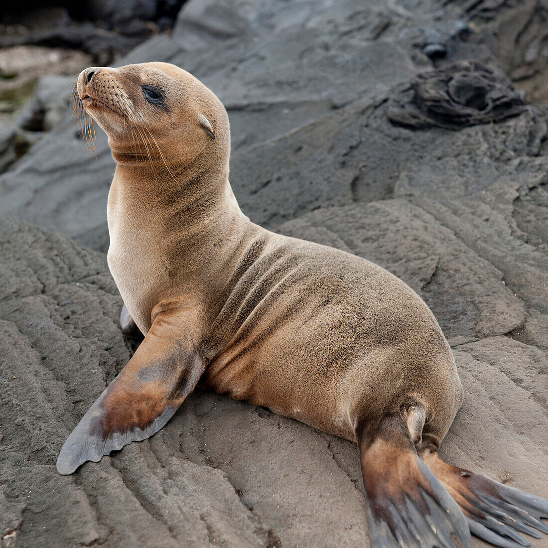 'A Fur Seal (Otariidae) Sitting On A Rock; Galapagos, Equador'