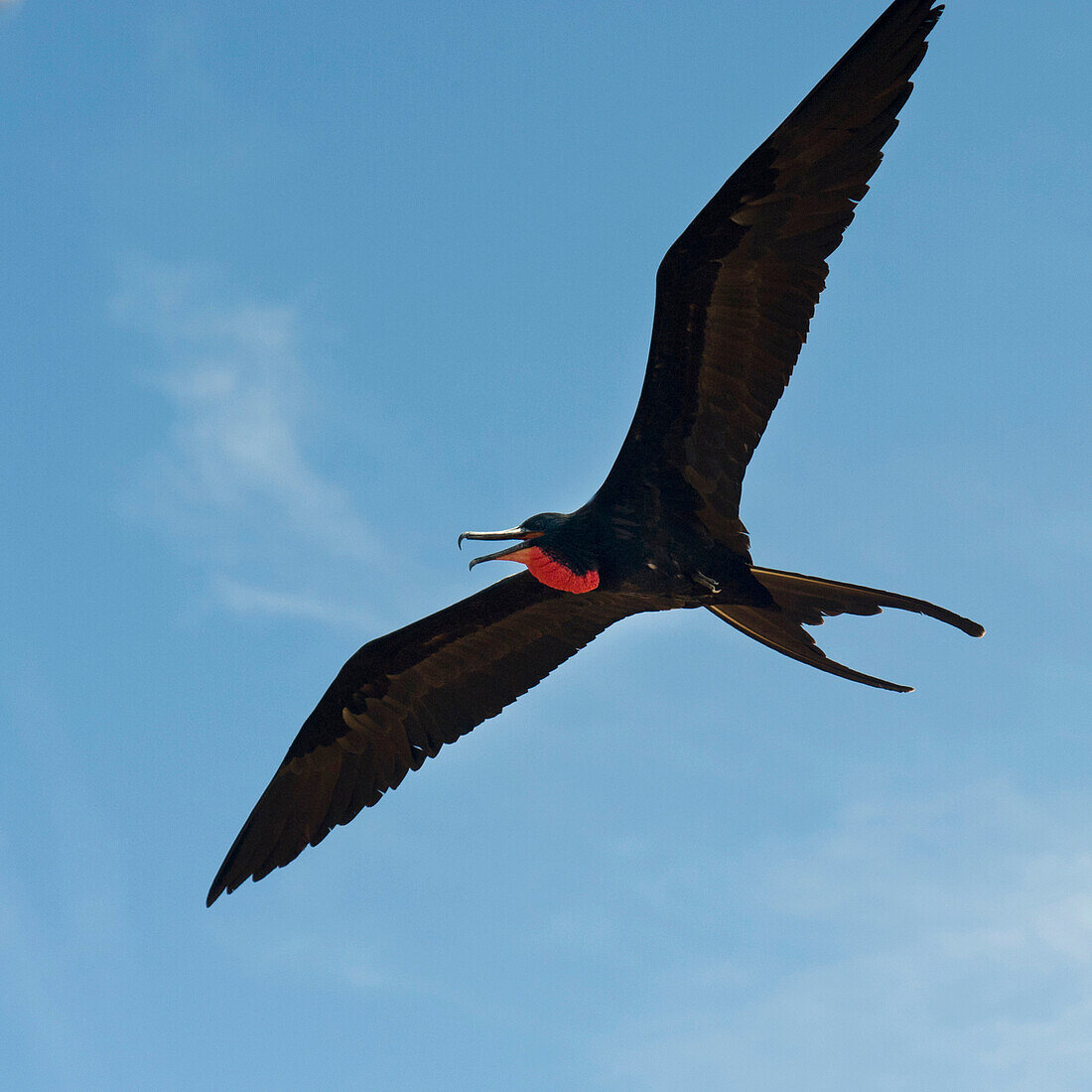 'A Frigatebird In Flight; Galapagos, Equador'
