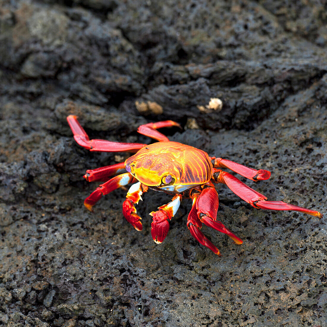 'Sally Lightfoot Crab (Grapsus Grapsus); Galapagos, Equador'