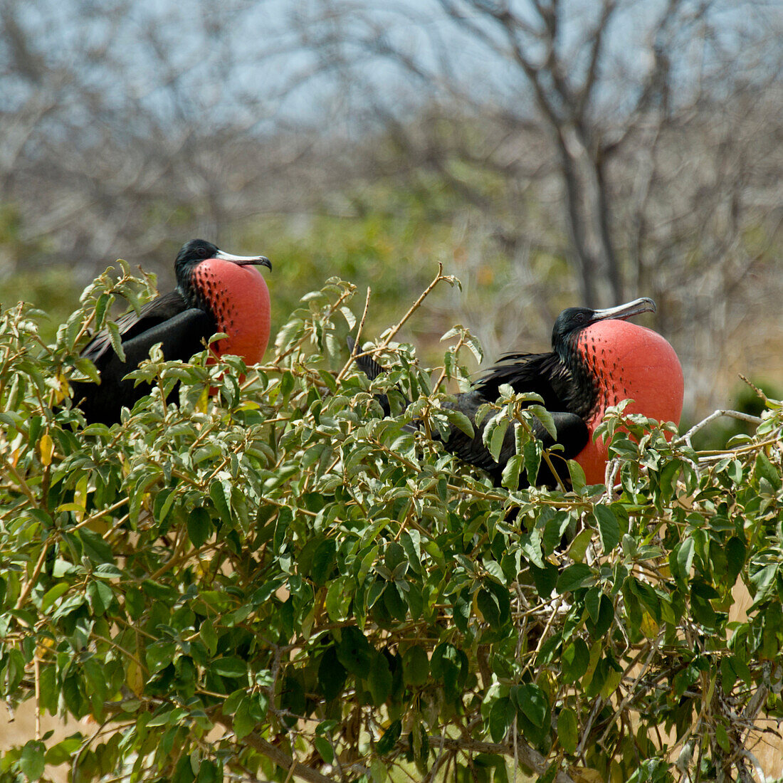 'Two Frigatebirds With Inflated Red Throat Pouches; Galapagos, Equador'