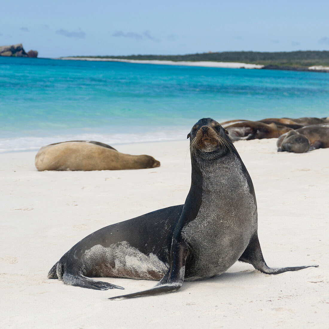 'Sea Lions Basking In The Sun On The White Sand Beach; Galapagos, Equador'