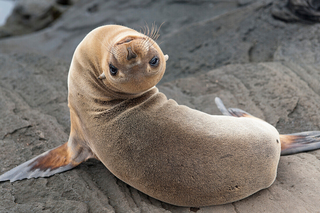 'Fur Seal (Otariidae) Looking Back Upside Down; Galapagos, Equador'