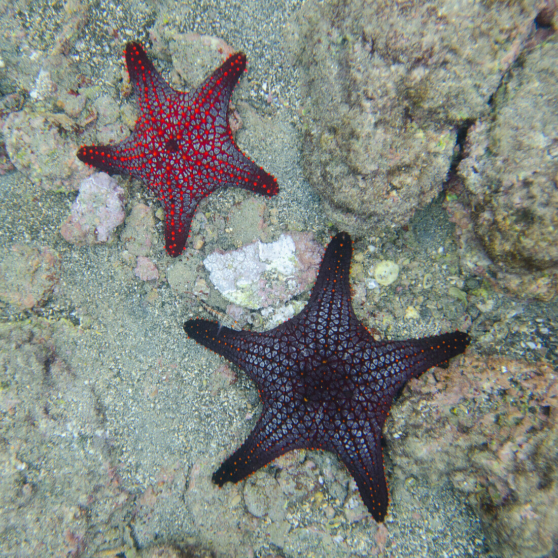 'Starfish underwater;Galapagos, equador'