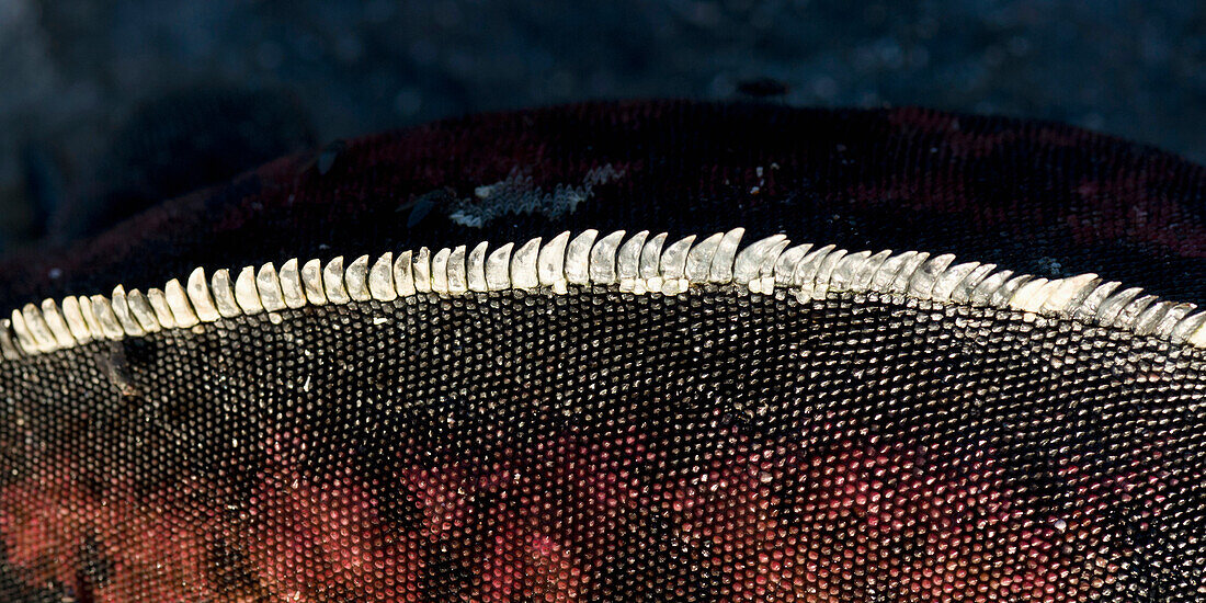 'Spiny Crests Along The Back Of A Marine Iguana (Amblyrhynchus Cristatus); Galapagos, Equador'