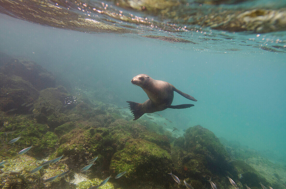 'A sea lion swimming under the water's surface watching a school of fish;Galapagos, equador'