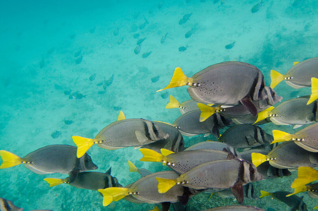 'Surgeon Fish (Acanthuridae) Swimming Together; Galapagos, Equador'
