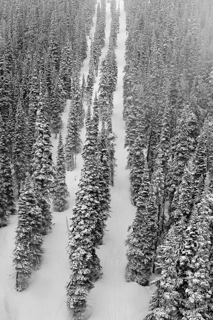 'Snow Covered Trees In A Forest; Whistler, British Columbia, Canada'