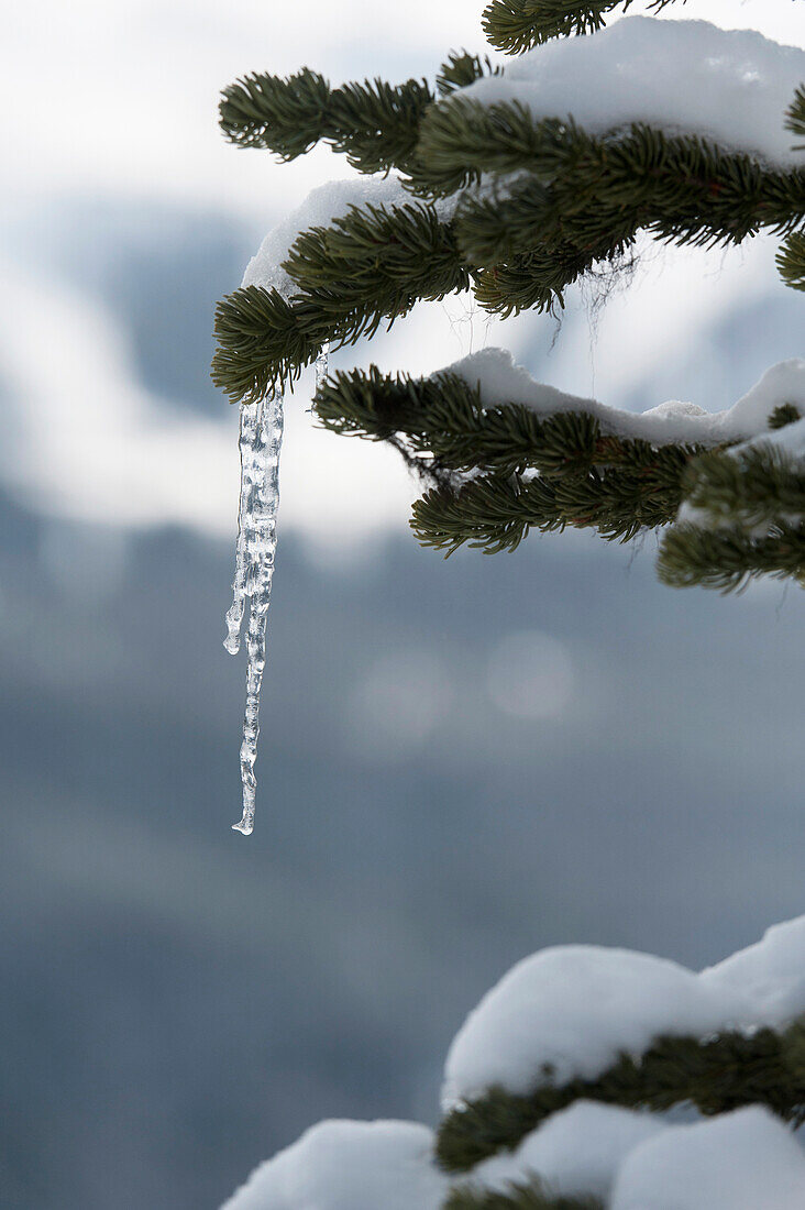 'An Icicle Hanging From A Snowy Tree Branch; Whistler, British Columbia, Canada'
