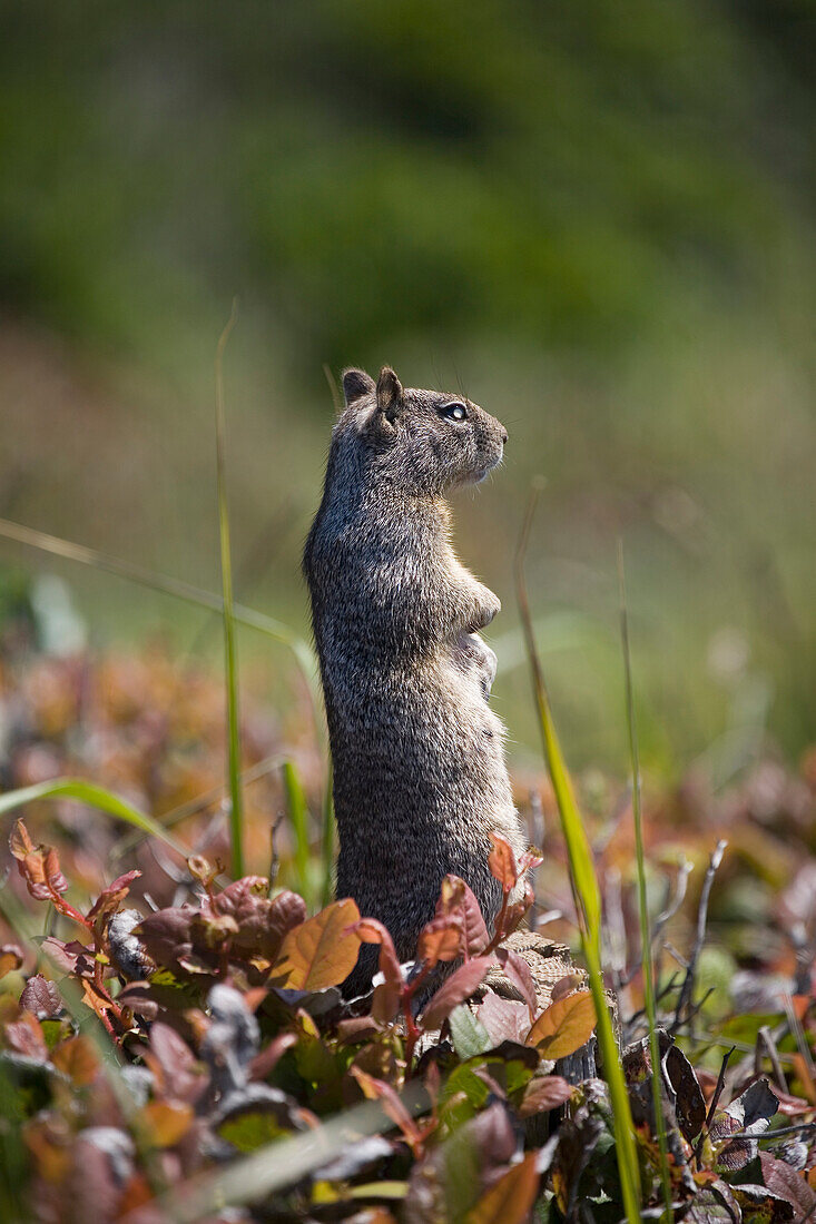 'Ground Squirrel Standing In A Field; Otter Rock, Oregon, United States of America'