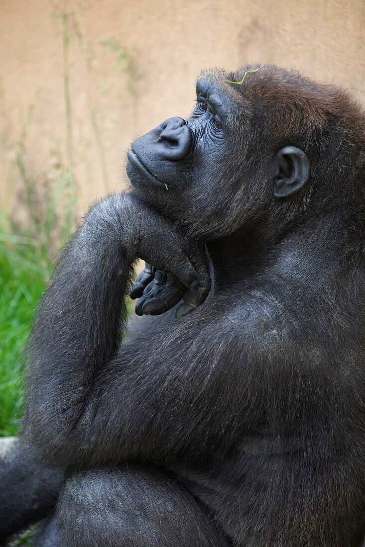 'A Gorilla Sits In A Thinking Position With Chin Resting On The Top Of It's Hand; Calgary, Alberta, Canada'