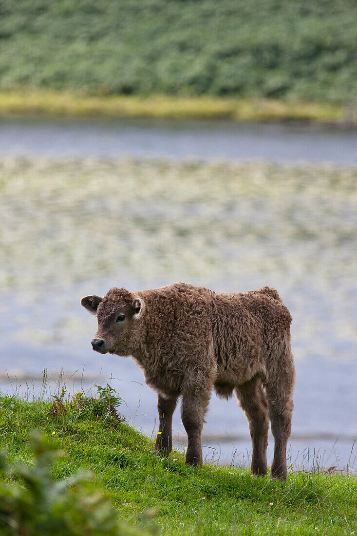 'A Calf Standing By The Water's Edge; Ardnamurchan, Argyl, Scotland'