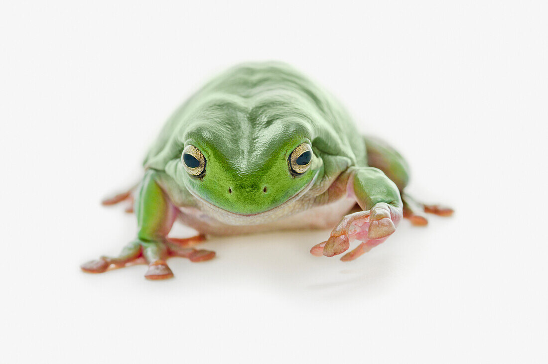 'Fat Green Tree Frog; Edmonton, Alberta, Canada'