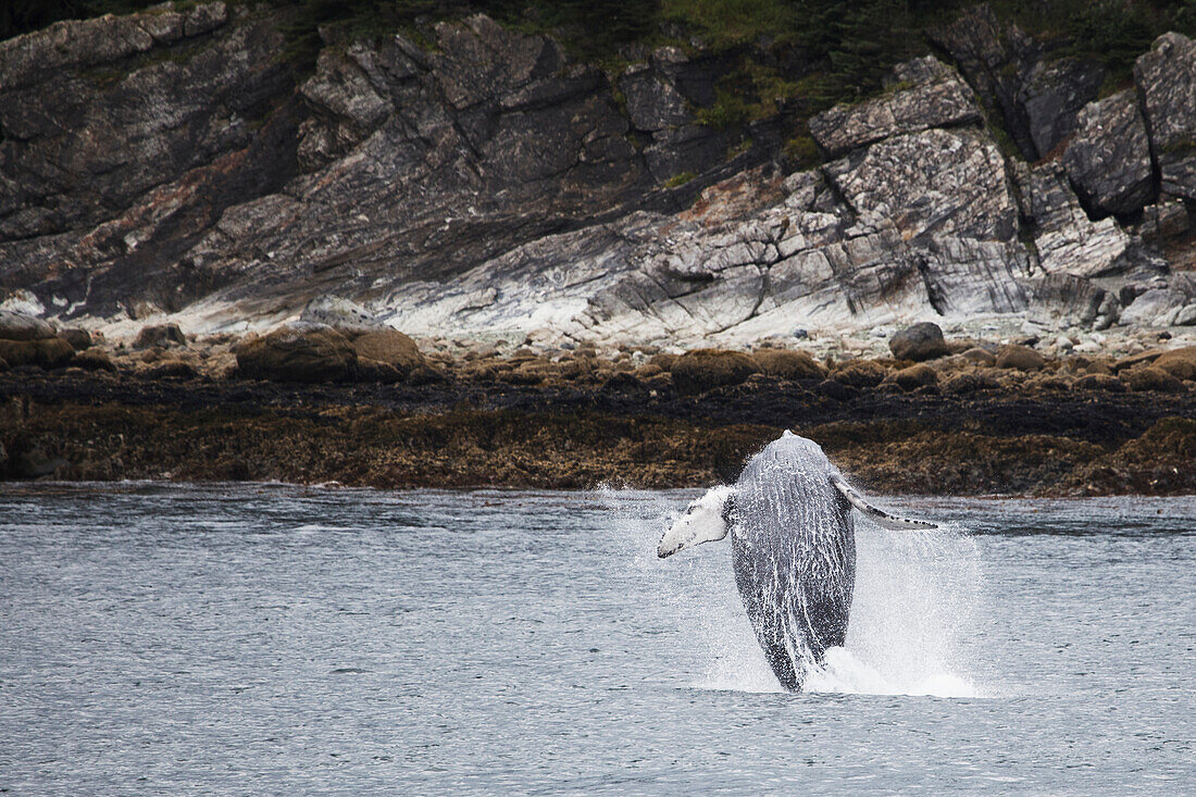 'Humpback Whale (Megaptera Novaeangliae) Breaching; Juneau, Alaska, United States of America'