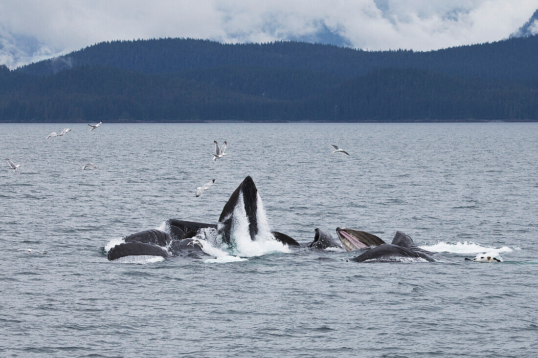 'Humpback Whales (Megaptera Novaeangliae) Bubble Net Feeding; Juneau, Alaska, United States of America'