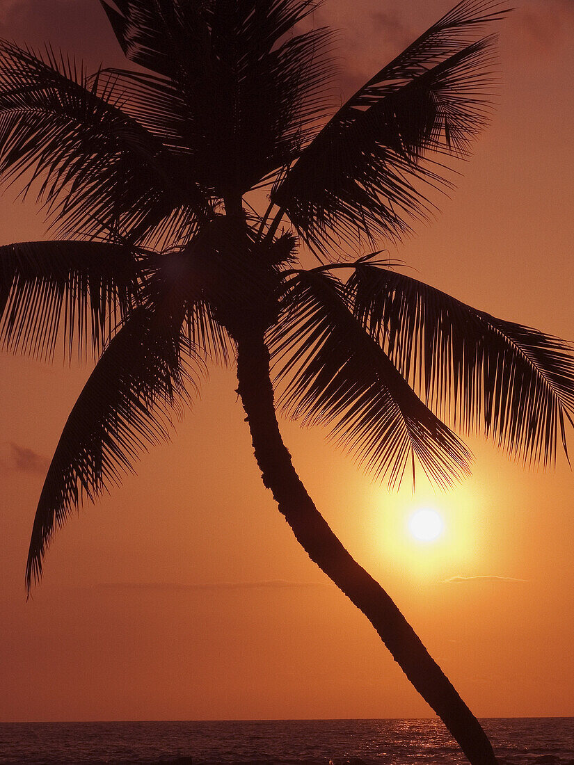 Hawaii, Palm Tree Silhouette With Orange Sky Over Ocean At Sunset.