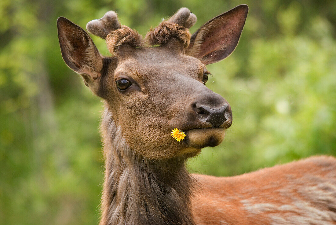 'Elk (Cervus Canadensis) With Dandelion In It's Mouth In Prince Albert National Park; Saskatchewan, Canada'