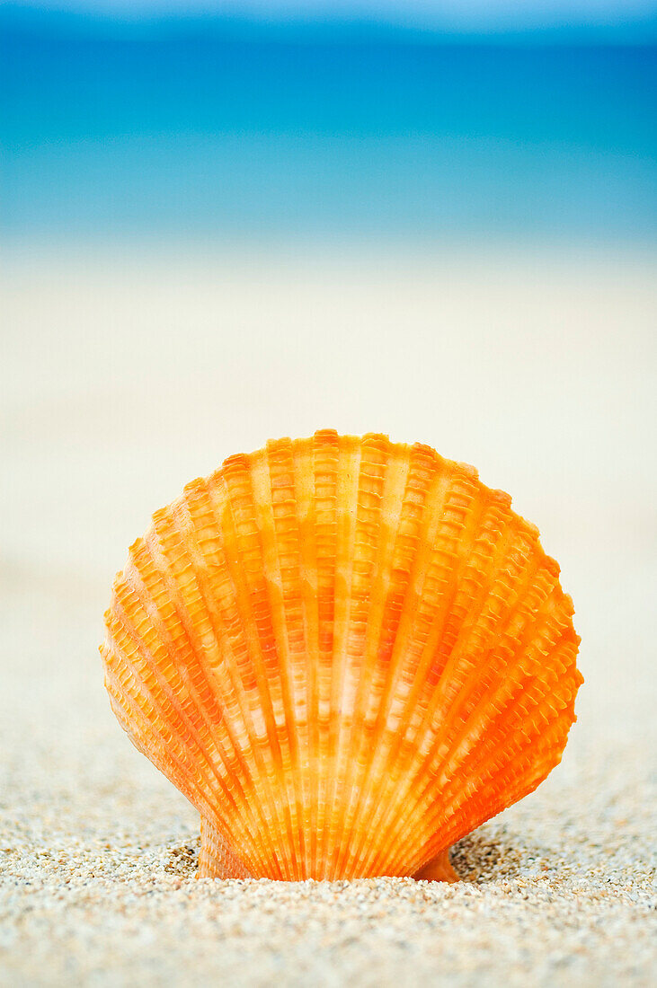 Orange Scallop Shell Standing Upright In Sand.
